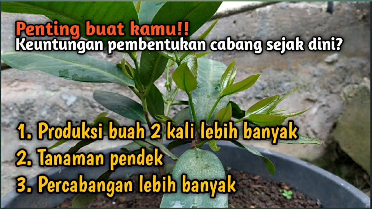 Tips pembentukan cabang jambu madu Deli sejak dini #tabulampot #fruit #jambuair #jambu