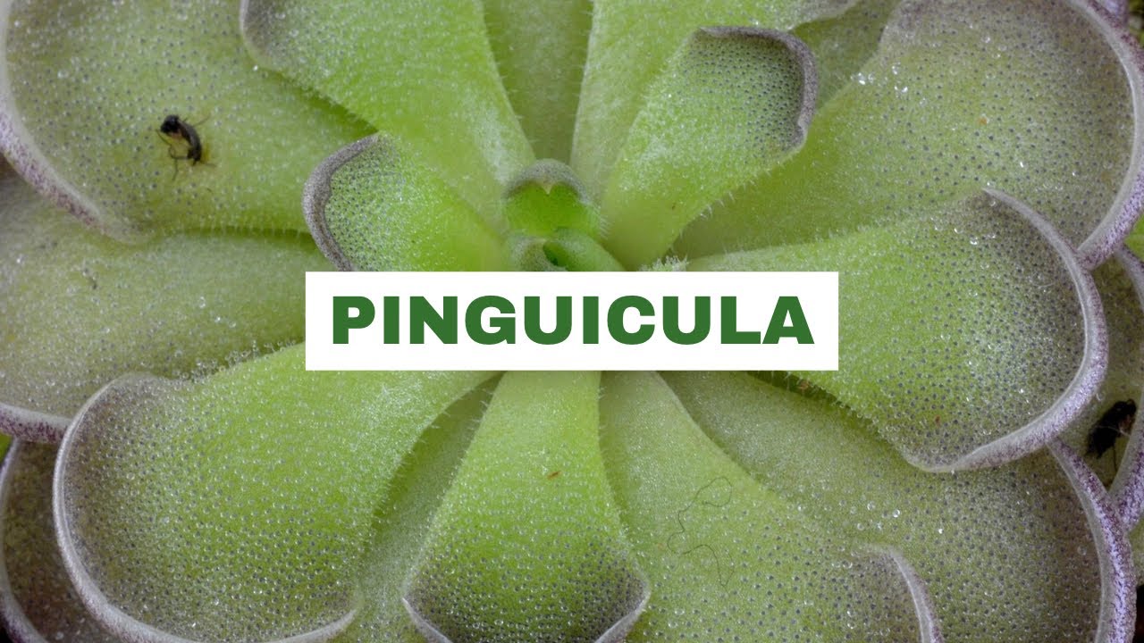 Falso rinvaso di Pinguicula