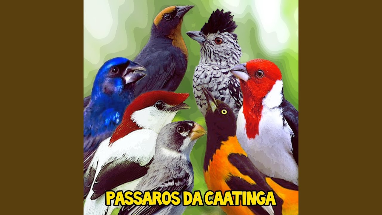 Canto da Choca Barrada (Thamnophilus Doliatus) (Ao Vivo)