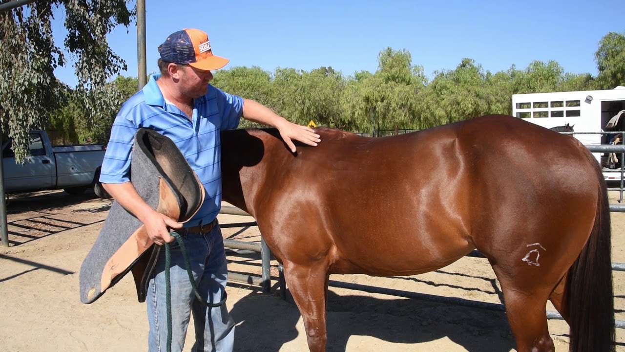 Orthoride Saddle Pad - Glen Aspinall - Better Fitting Saddles