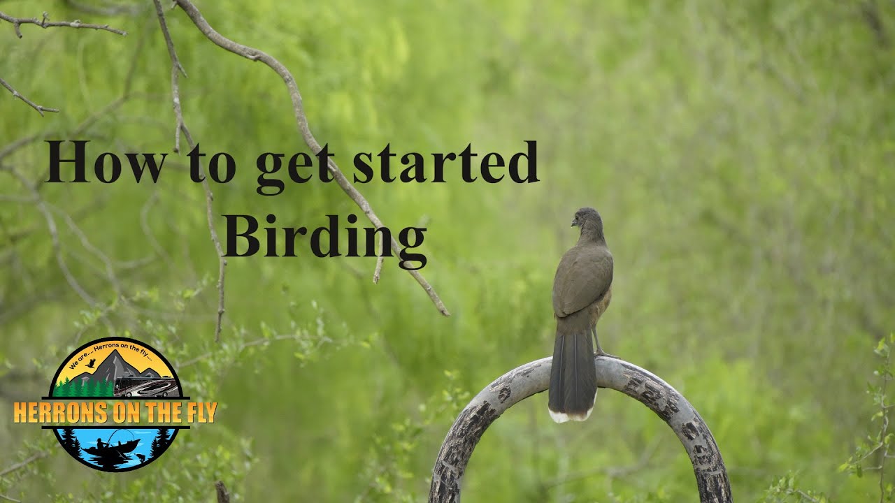 How to Start Bird Watching with Tools and Tips, Apps and How to Focus Binoculars