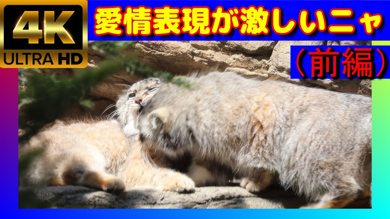 【マヌルネコ】仲の良いレジェンド夫婦（前編）