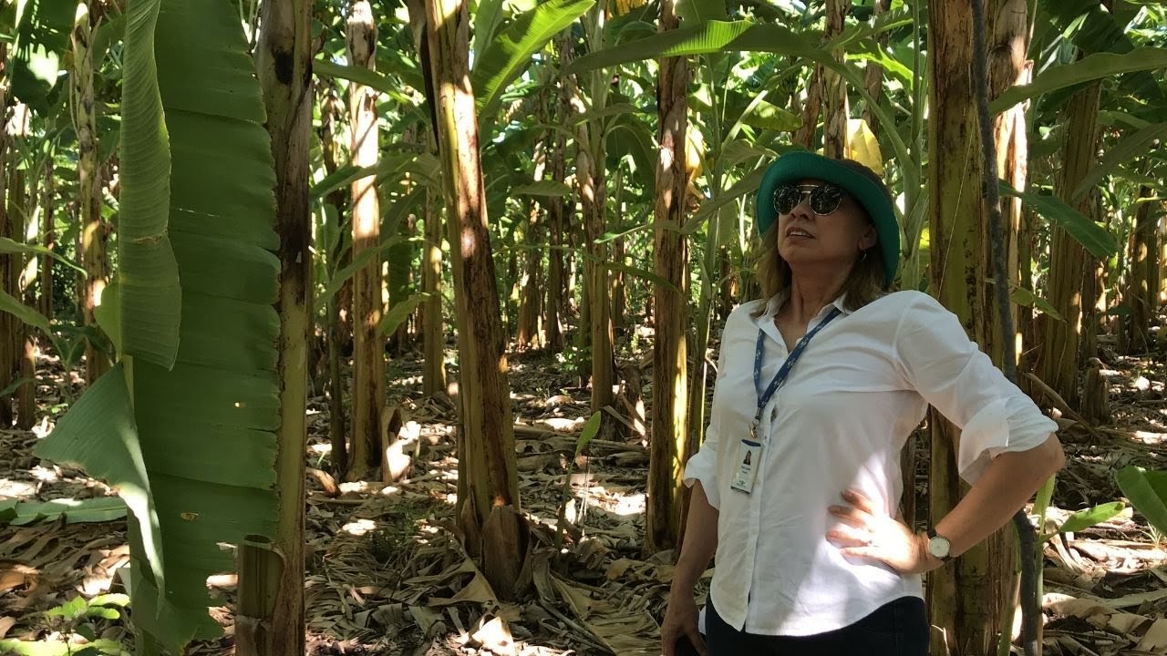 Preparo do solo para o cultivo org&acirc;nico de fruteiras