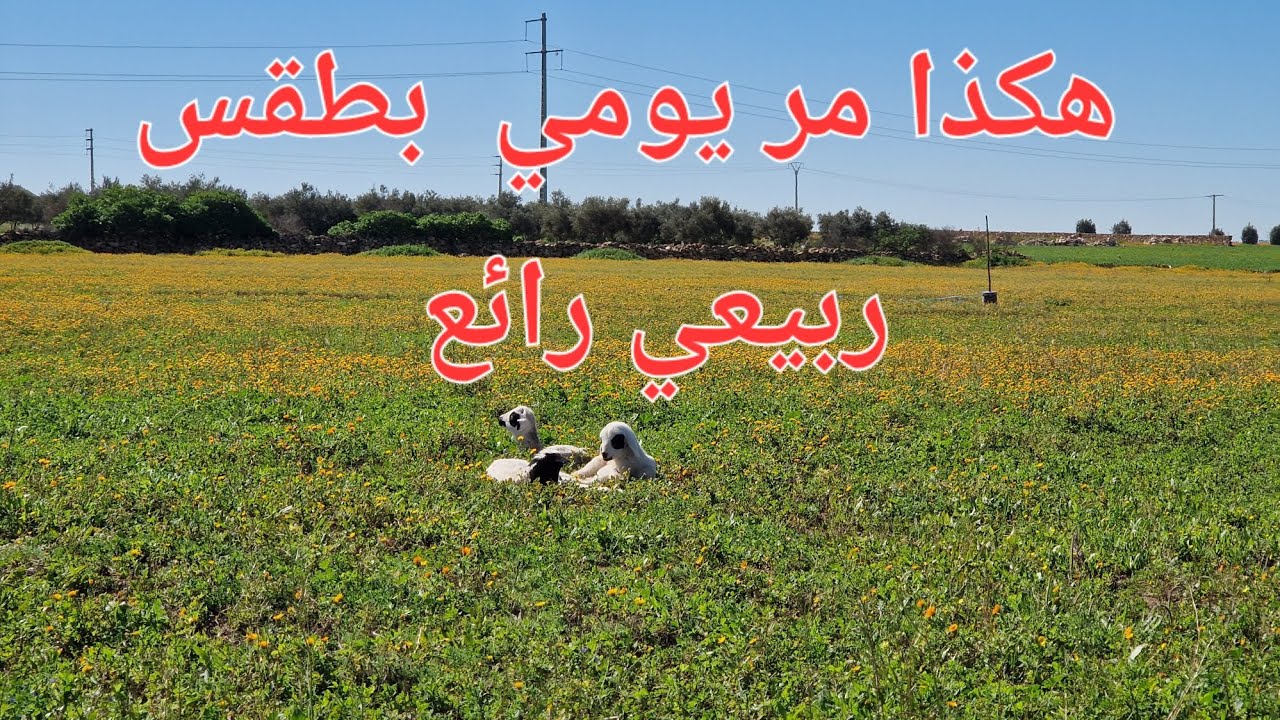 الحلقة 766. تعلم غرس شجيرة التين في دقيقة🌹