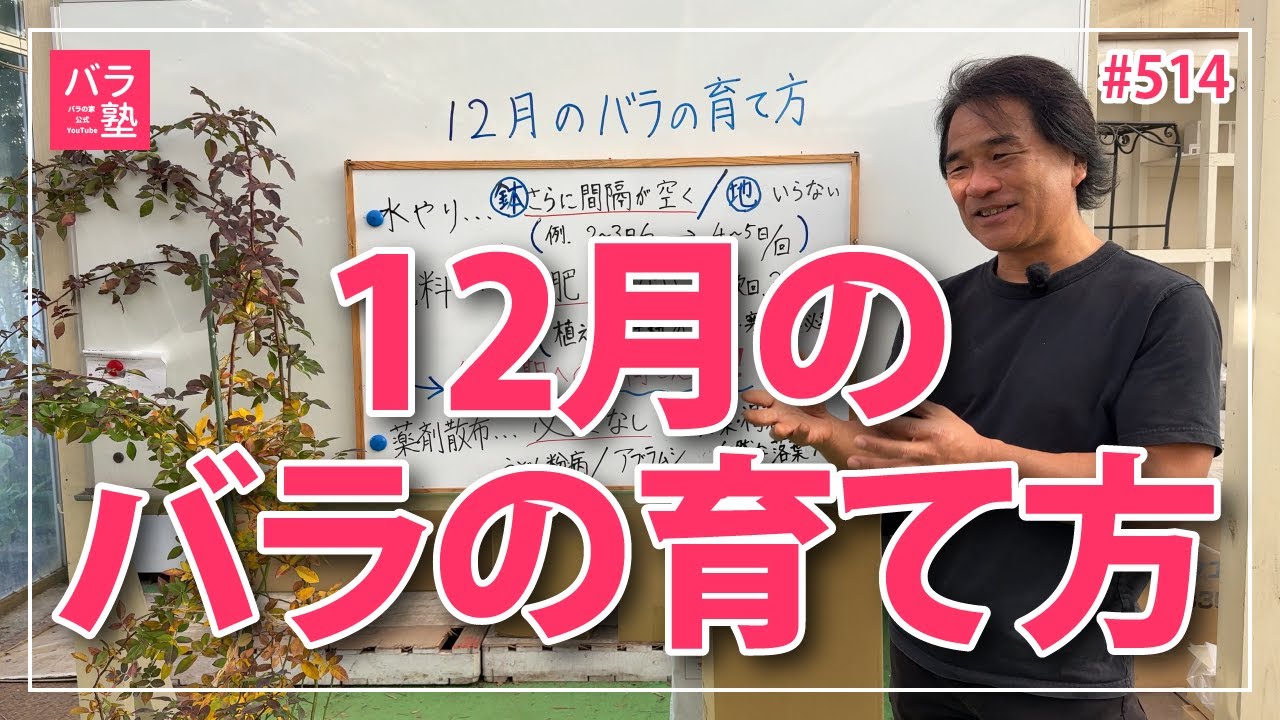 #514 12月のバラのお手入れ【バラの育て方：12月】