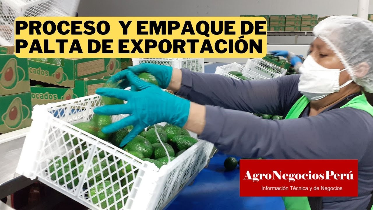 Proceso y empaque de palta de exportación