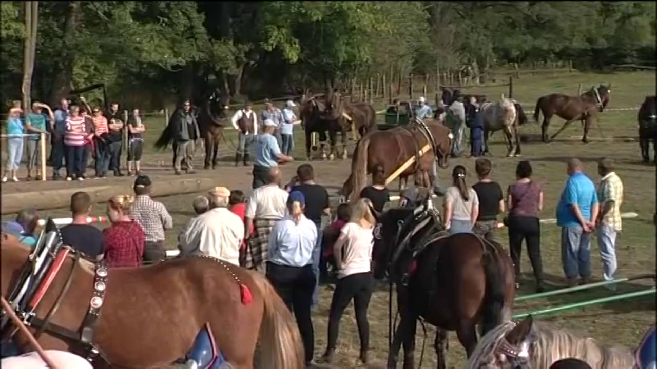 Těžký tah - Video z MČR chladnokrevných koní 2016 jednospřeží