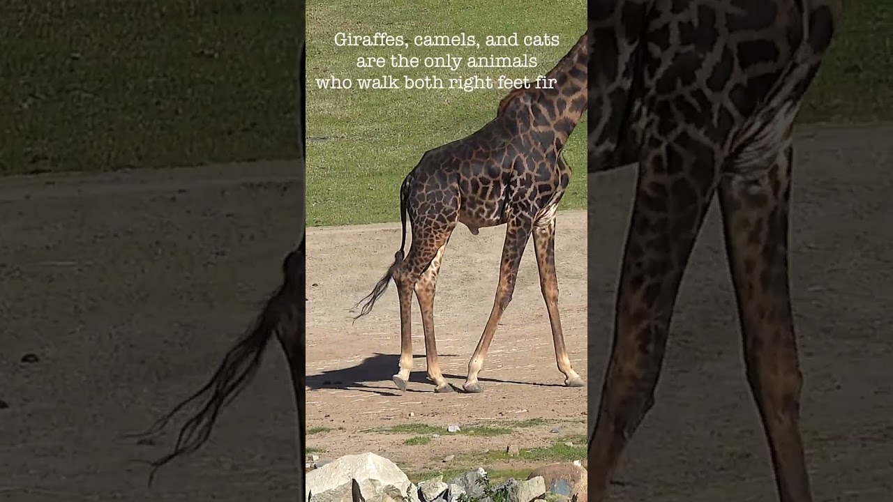 Giraffe walks like a cat