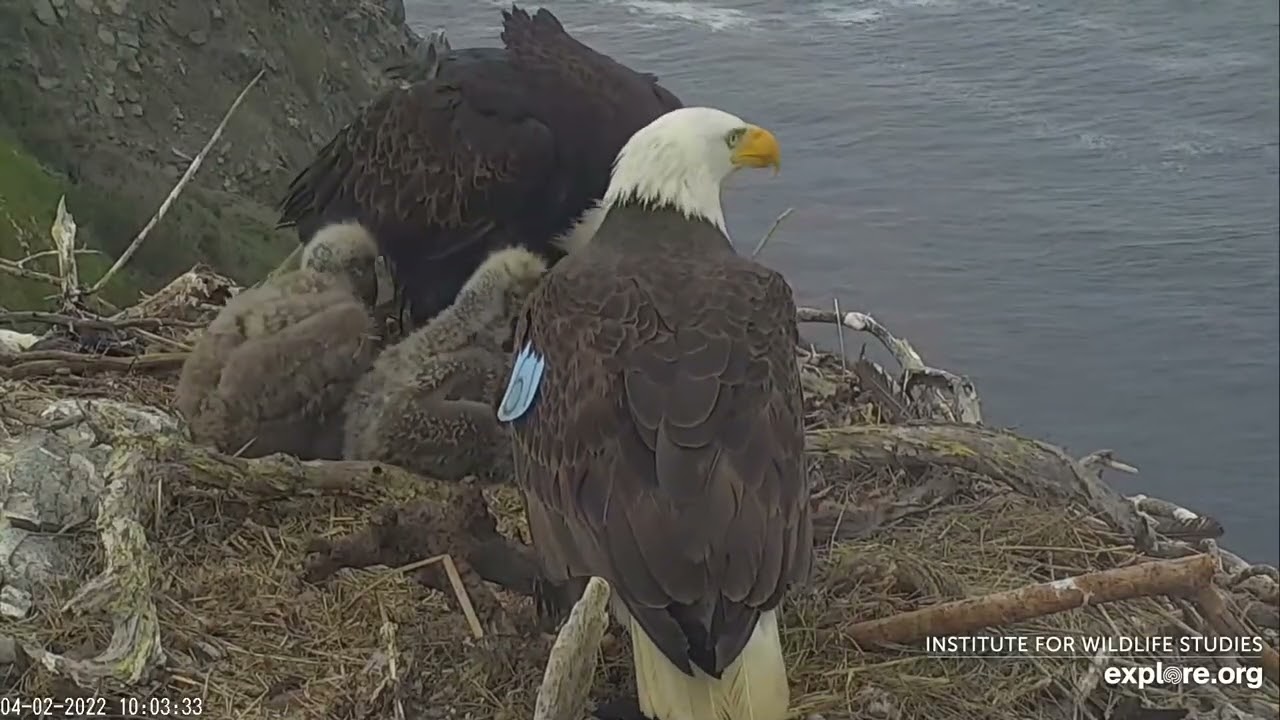 ОРЛАНИ БІЛОГОЛОВІ  ГНІЗДО West End Bald Eagle МАТИ ГОДУЄ ТРЬОХ ПТАШЕНЯТ 2-4-22