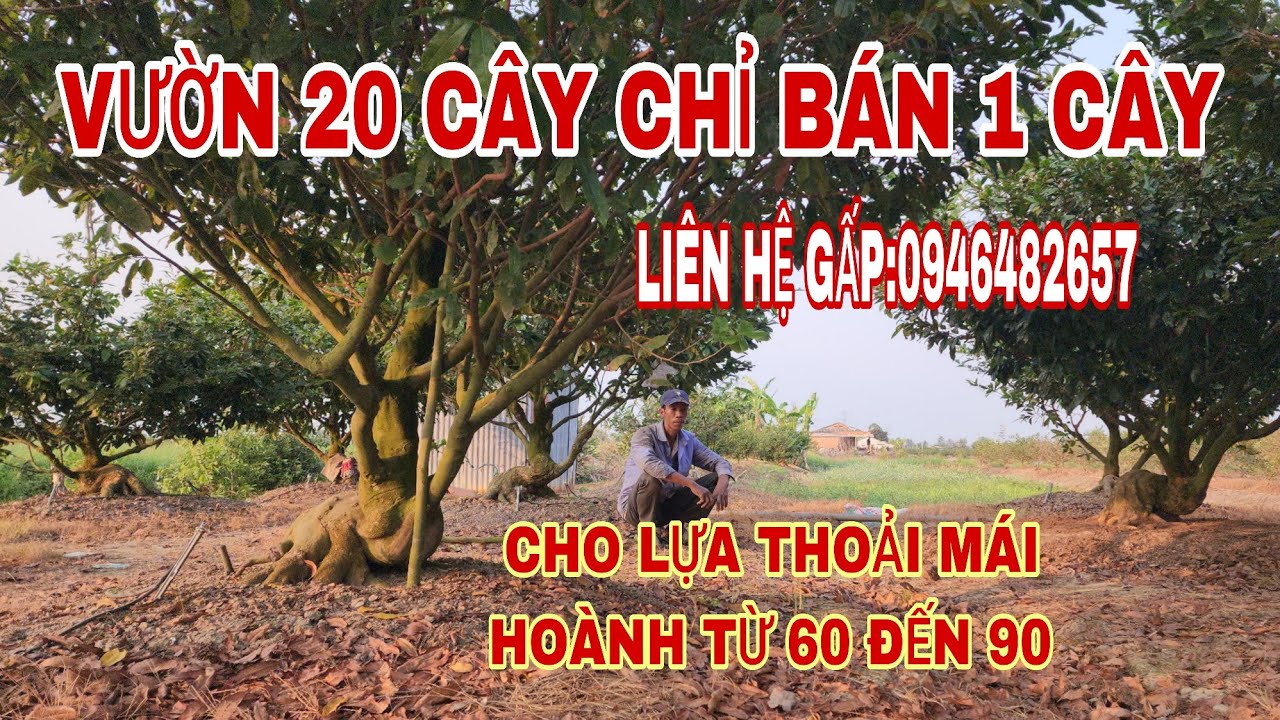 Liên hệ gấp 0946482657 vườn 20 cây chủ vườn chỉ bán 1 cây 