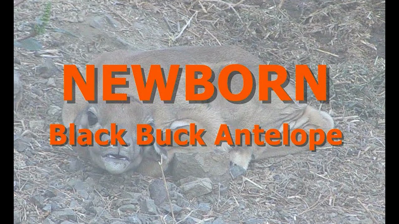 S02E01 - NEWBORN BLACK BUCK ANTELOPE