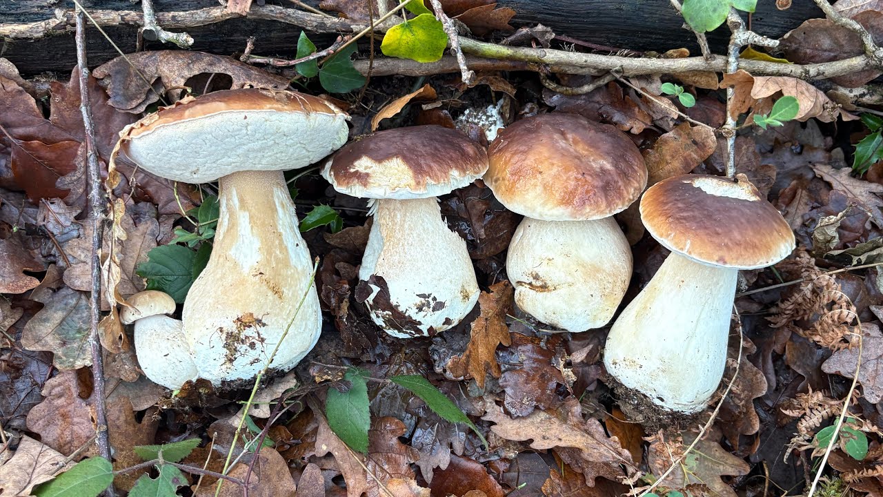 Paseo por el bosque... 28/11/2025 Serán los últimos?? BOLETUS EDULIS & PINOPHILUS