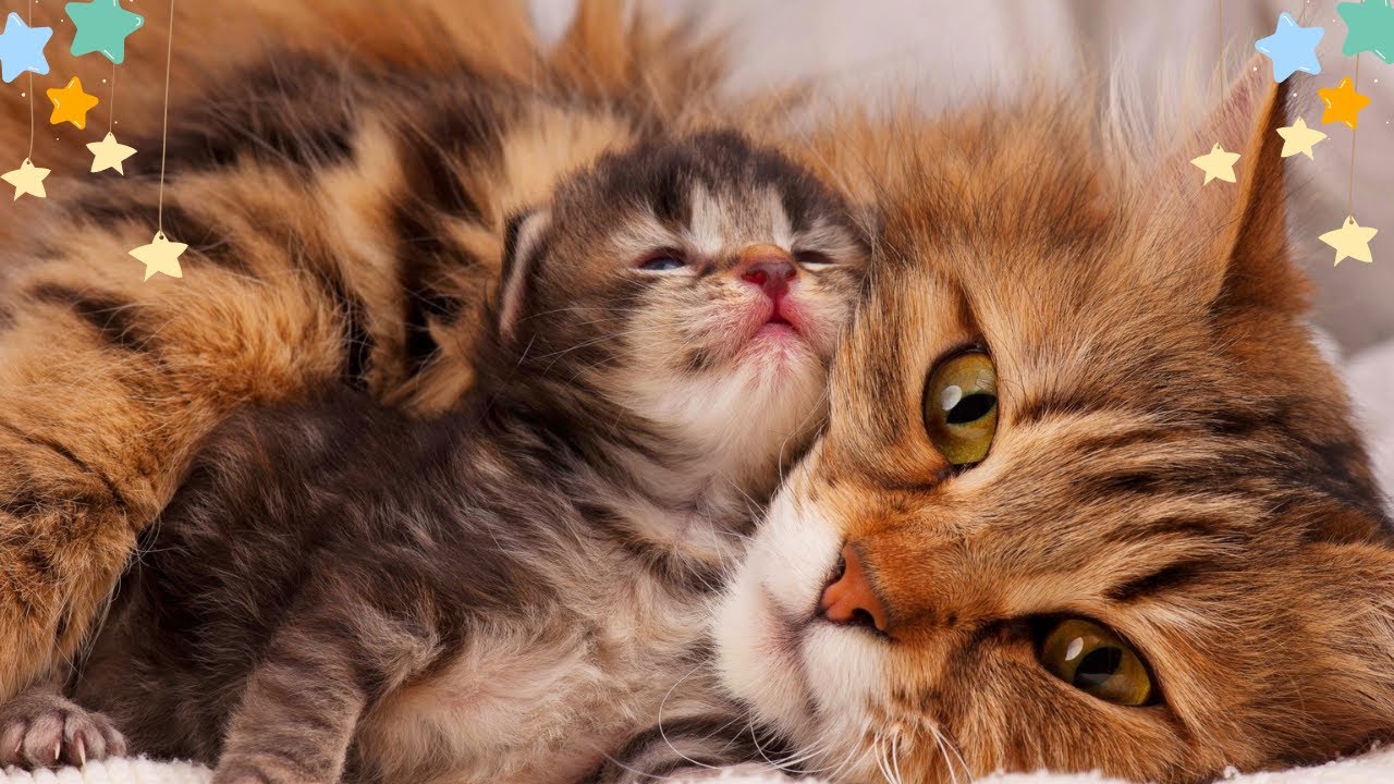 Relaxing Music for Cats|Calming Cat Music for Relieve Anxiety (with cat purring sounds) EPD 633