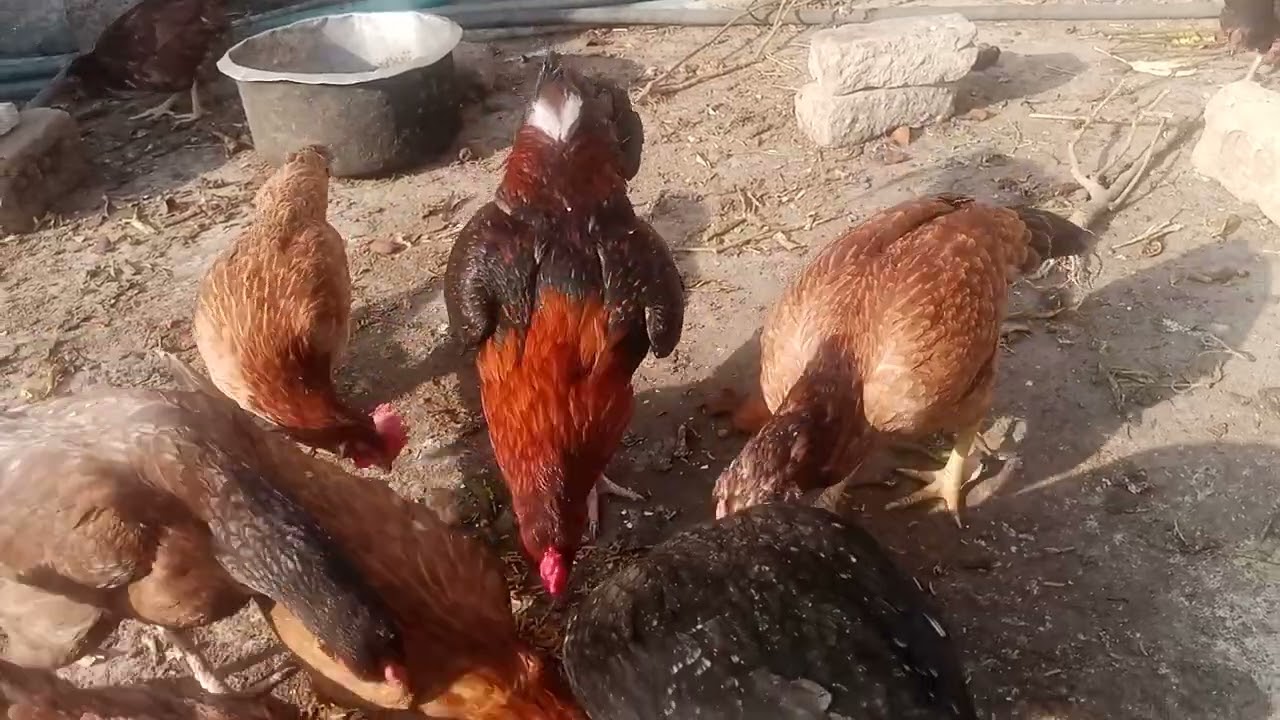 Beautiful day my beautiful chicks house poultry farm and garden  please subscribe my YouTube channel