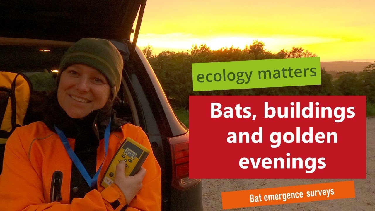 Bats, Buildings & Golden Evenings