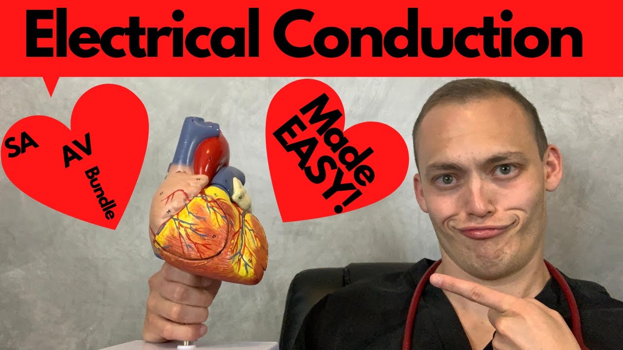 Electrical Conduction of the Heart - SA, AV, Bundle of His, R & L BB, Purkinje Fibers