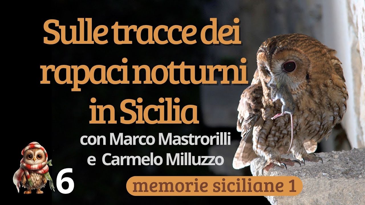 Sulle tracce dei rapaci notturni in Sicilia con Marco Mastrorilli e Carmelo Milluzzo 🦉 🦉 🦉