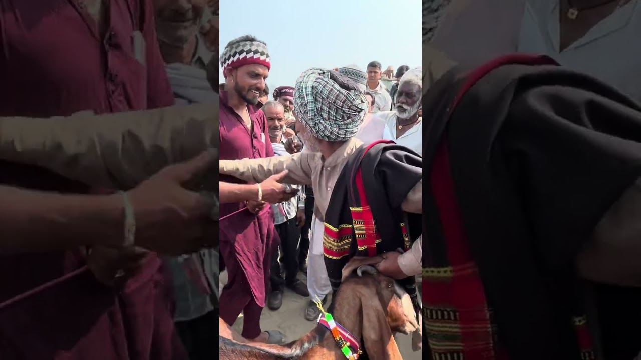 Rodawali bakra mandi me huya live sodha #goat #viral #video #goatfarm #bakramandi 