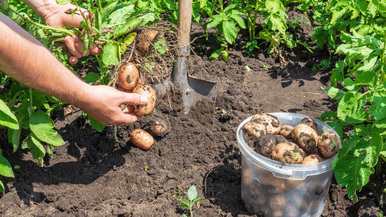 Guida completa alla coltivazione delle patate: consigli essenziali per un raccolto abbondante