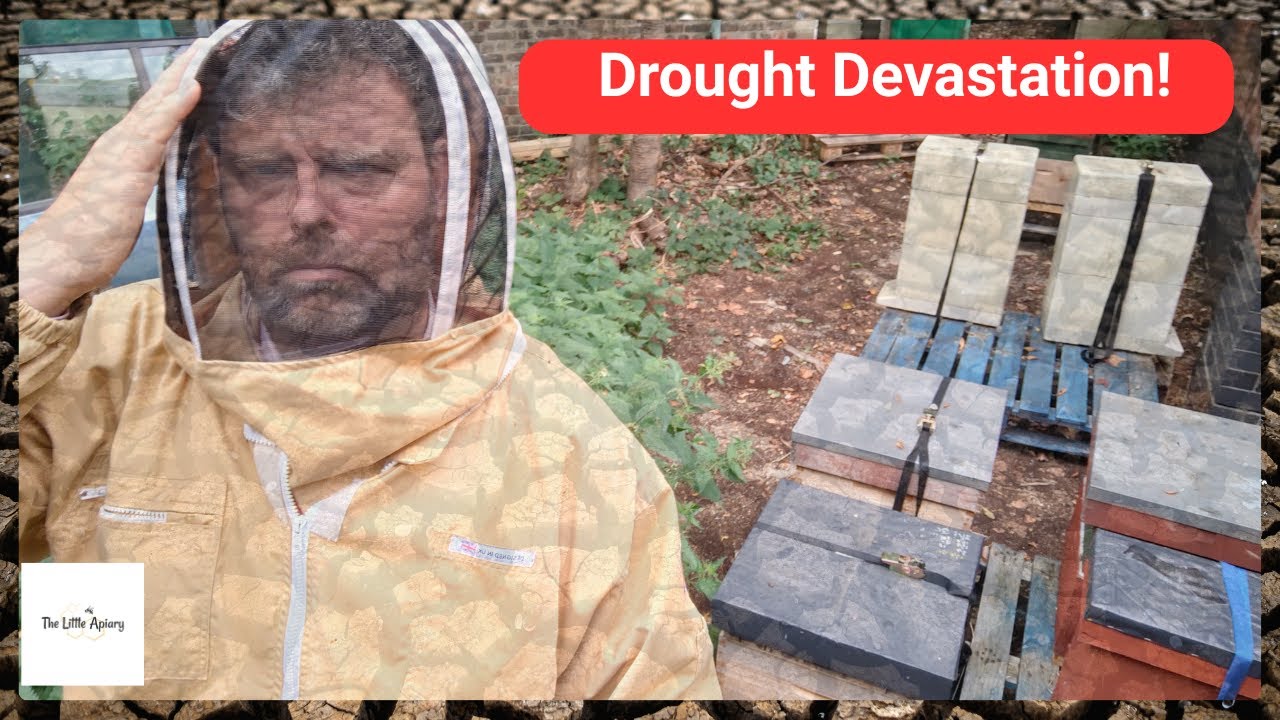 Has The Drought Ruined my Harvest