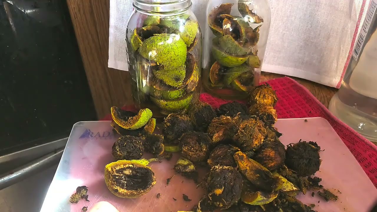 Making black walnut tincture and the uses!