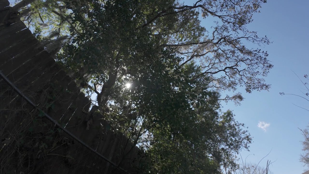 Still World ASMR | Filtered Mid-Afternoon Light Through Trees 🌤️ 40 Minutes of Calm Outdoor Ambience