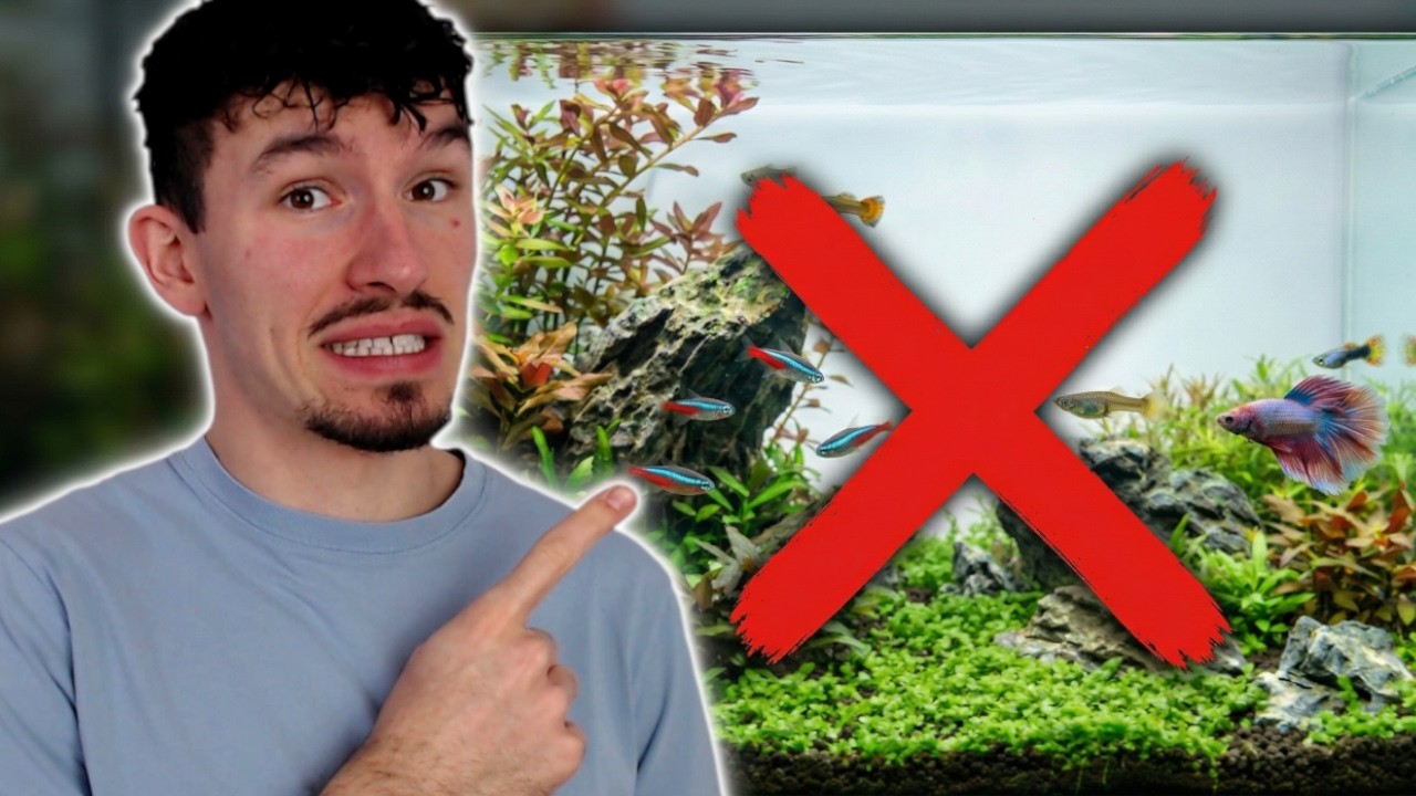 6 ERREURS À NE PAS FAIRE AVEC VOTRE AQUARIUM