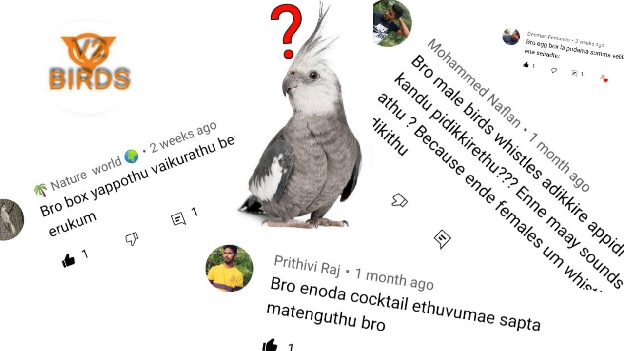 cockatiel breeding tips|cockatiel breeding tips tamil |V2BIRDS| #cockatiel #cockatielbreedingtips