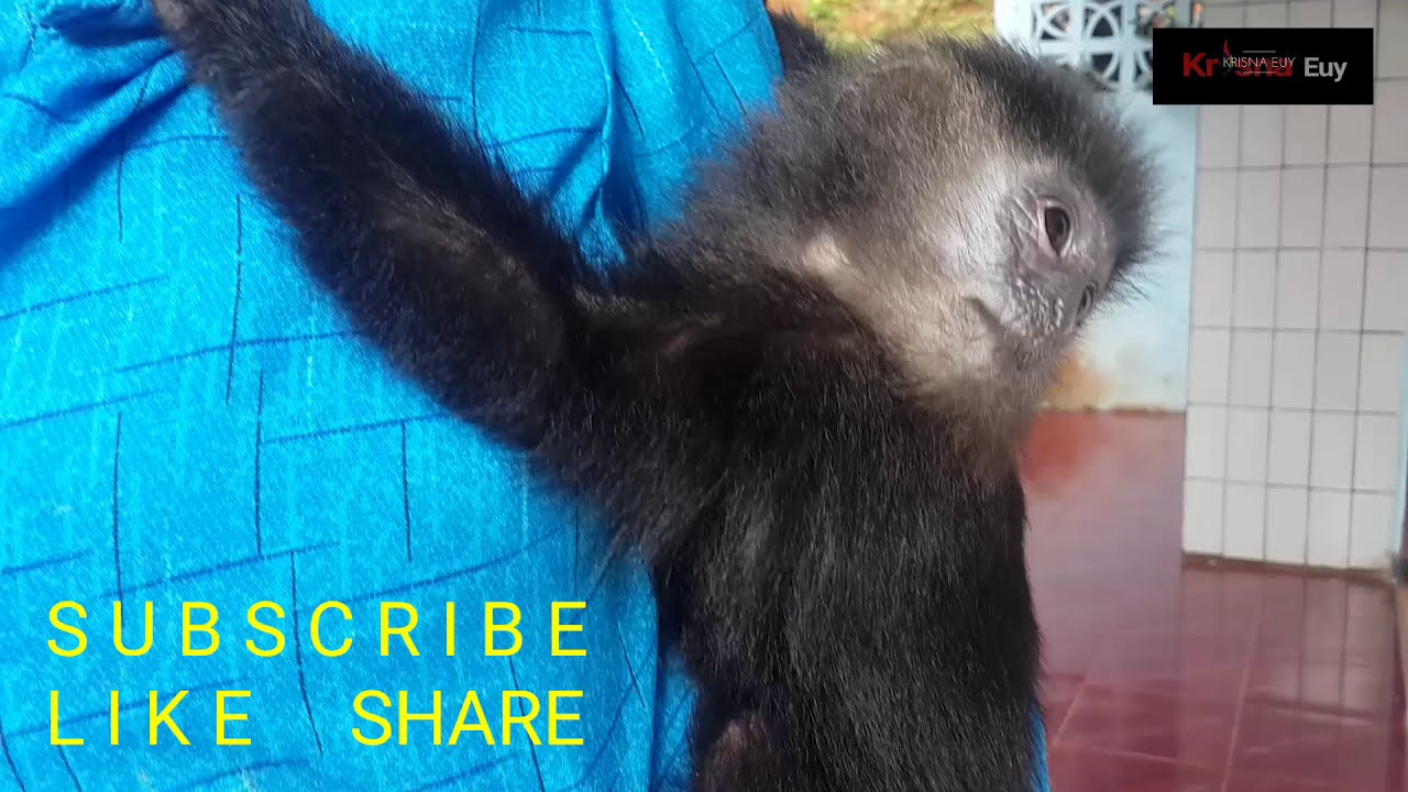 LUCU LUTUNG BINATANG LIAR JINAK | Wild animals are benign