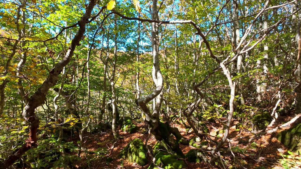 M.Penna la Nave e un bosco particolare