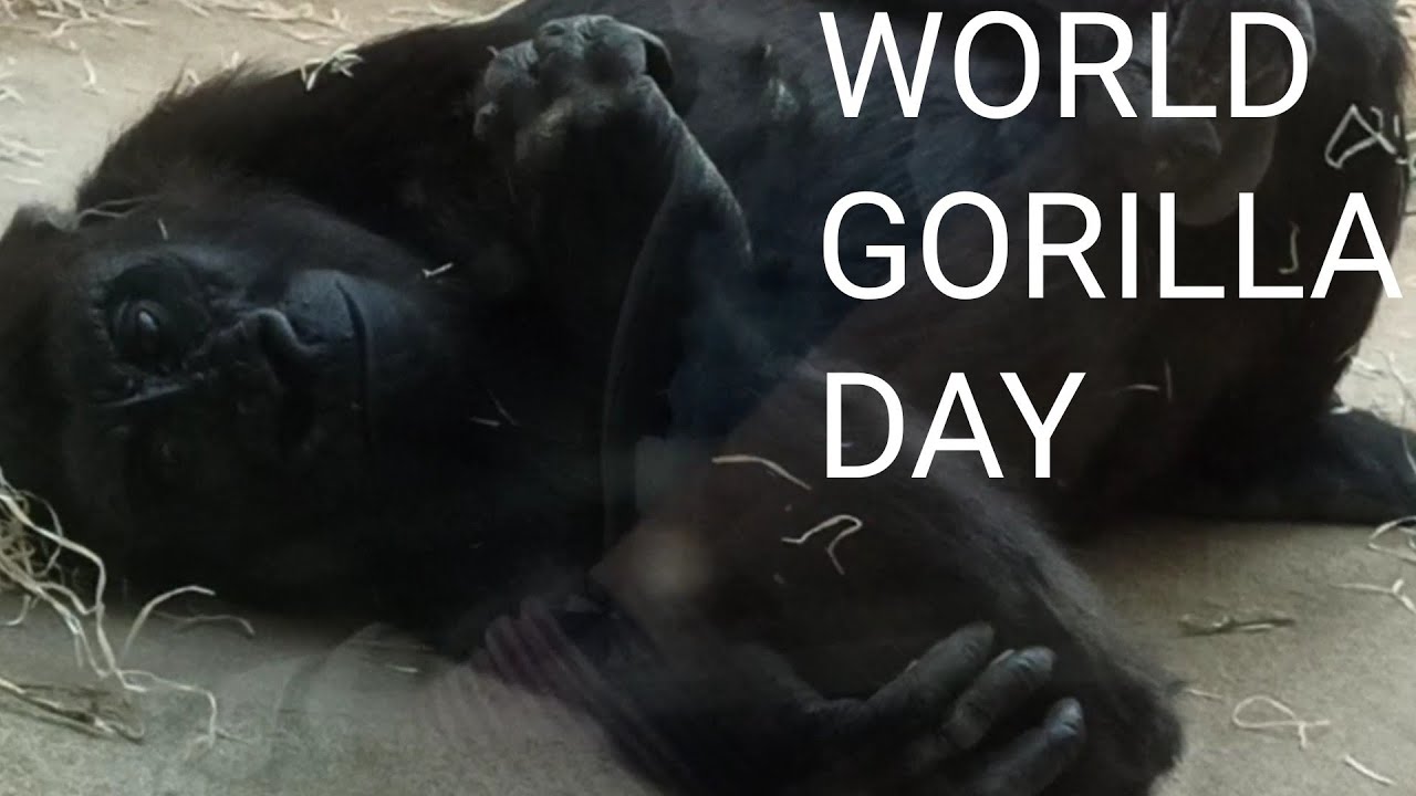 World Gorilla Day (24/09/25) - Zoo Antwerpen (Belgium) - Zoovenirs (96-V) 