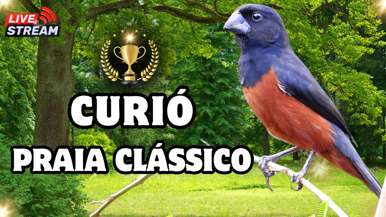 Canto curió praia clássico!