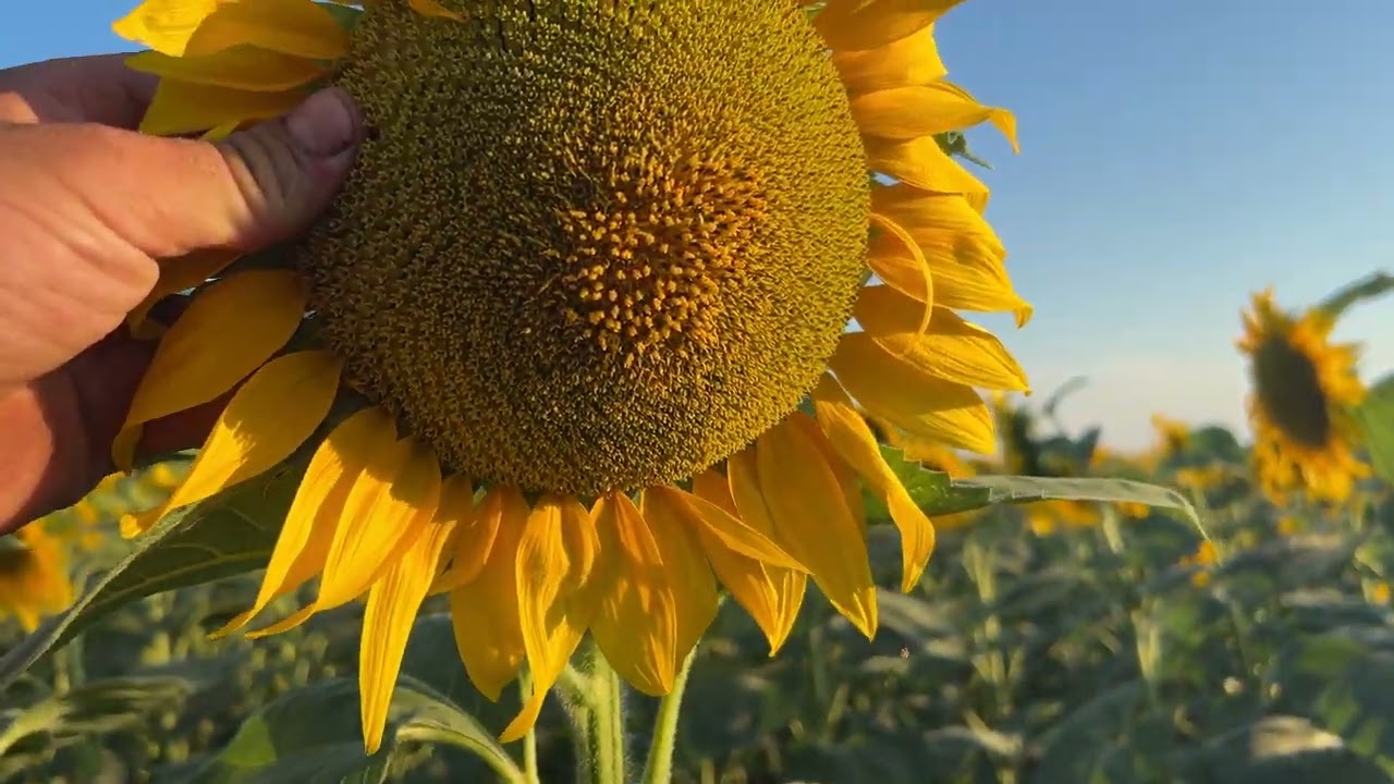 🌻 А шо Саксон?