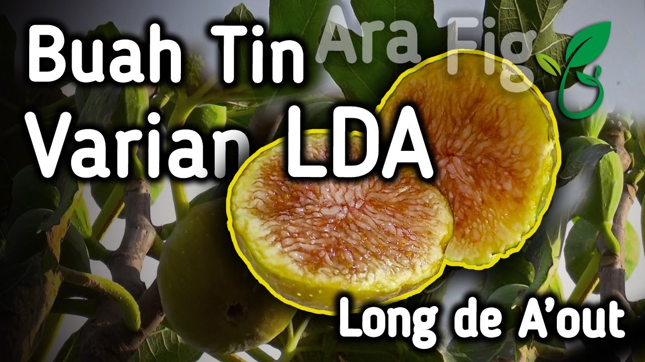 Buah Tin LDA Besar Manis Genjah Produktif Berbuah Dalam Pot