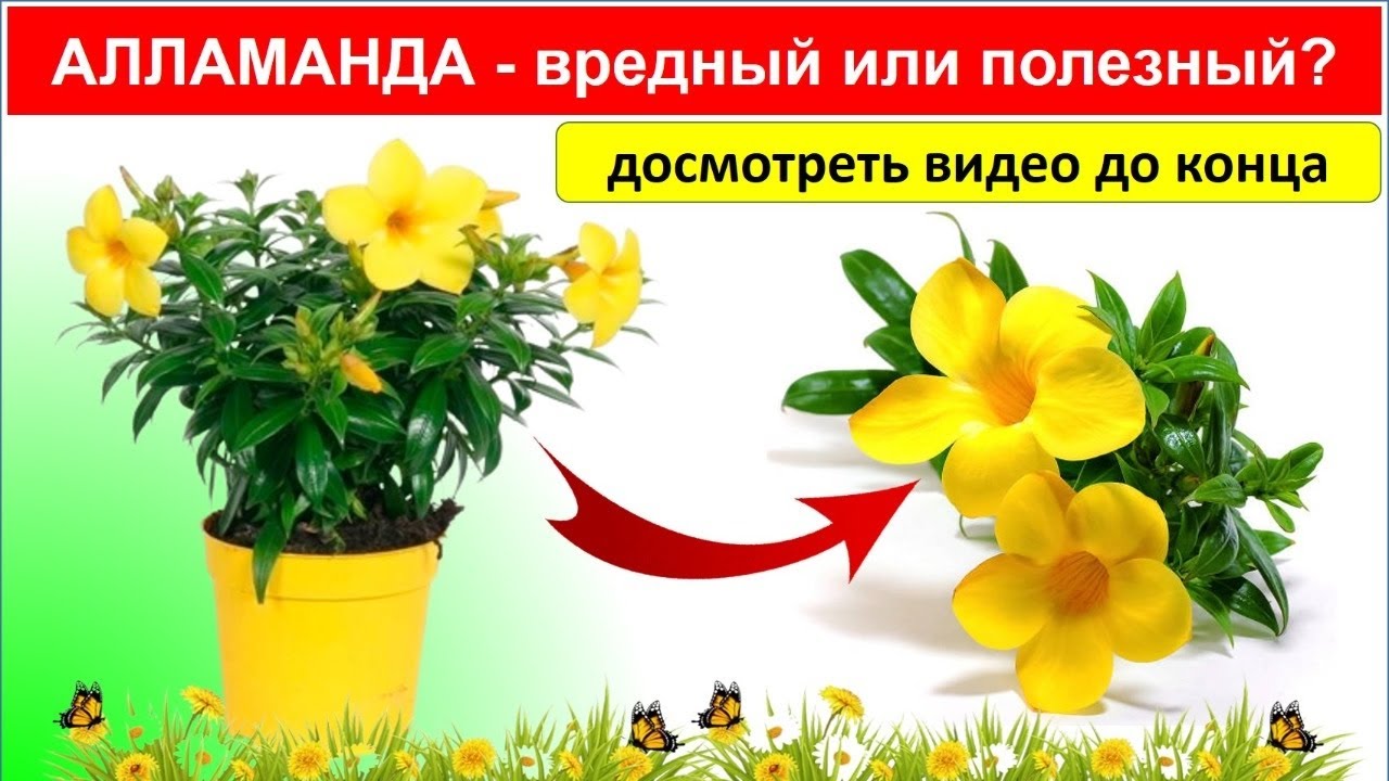 АЛЛАМАНДА - вредный или полезный?