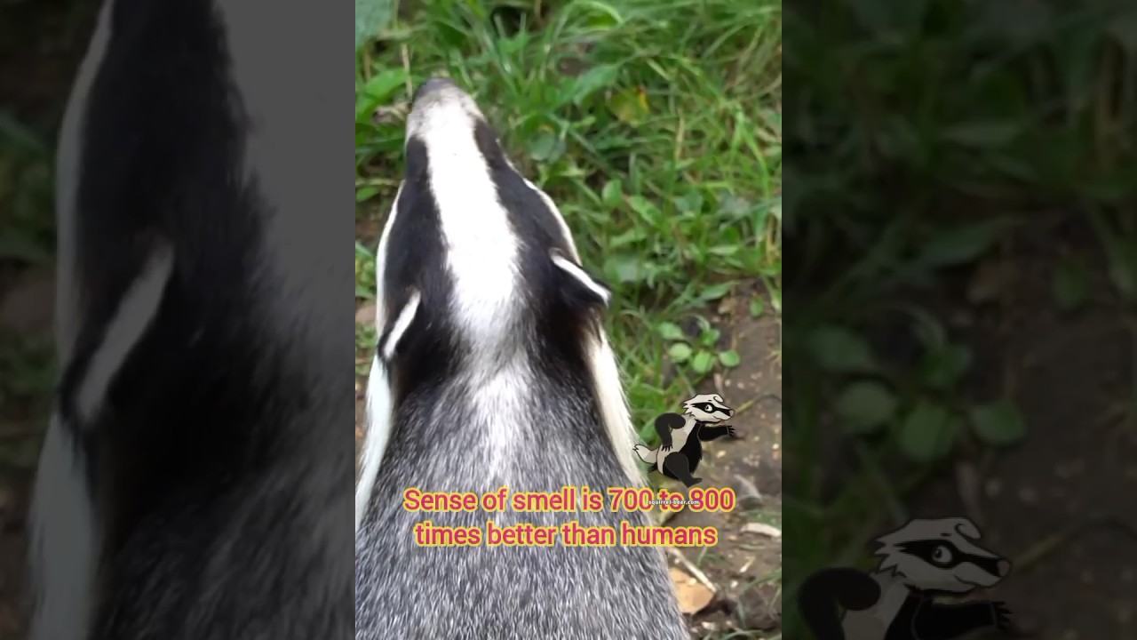 European badger sound smell