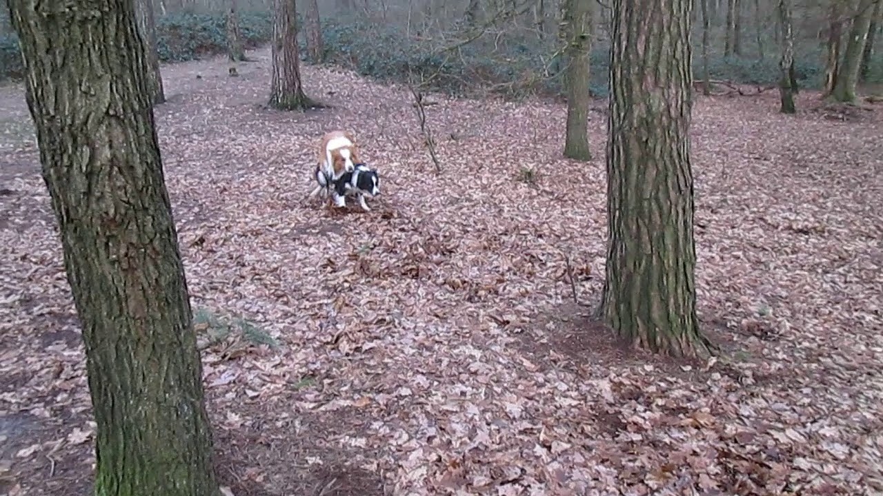 vrije Nieuwejaars liefde in 't bos - Infinity x Simba