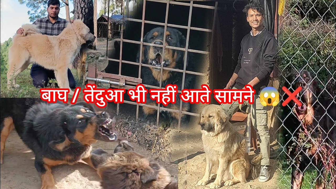 भोटिया कुत्तों को control करना मतलब अपनी जान से खेलना।😱😰#bhotia#doglover#dog#trending#explore#viral❌