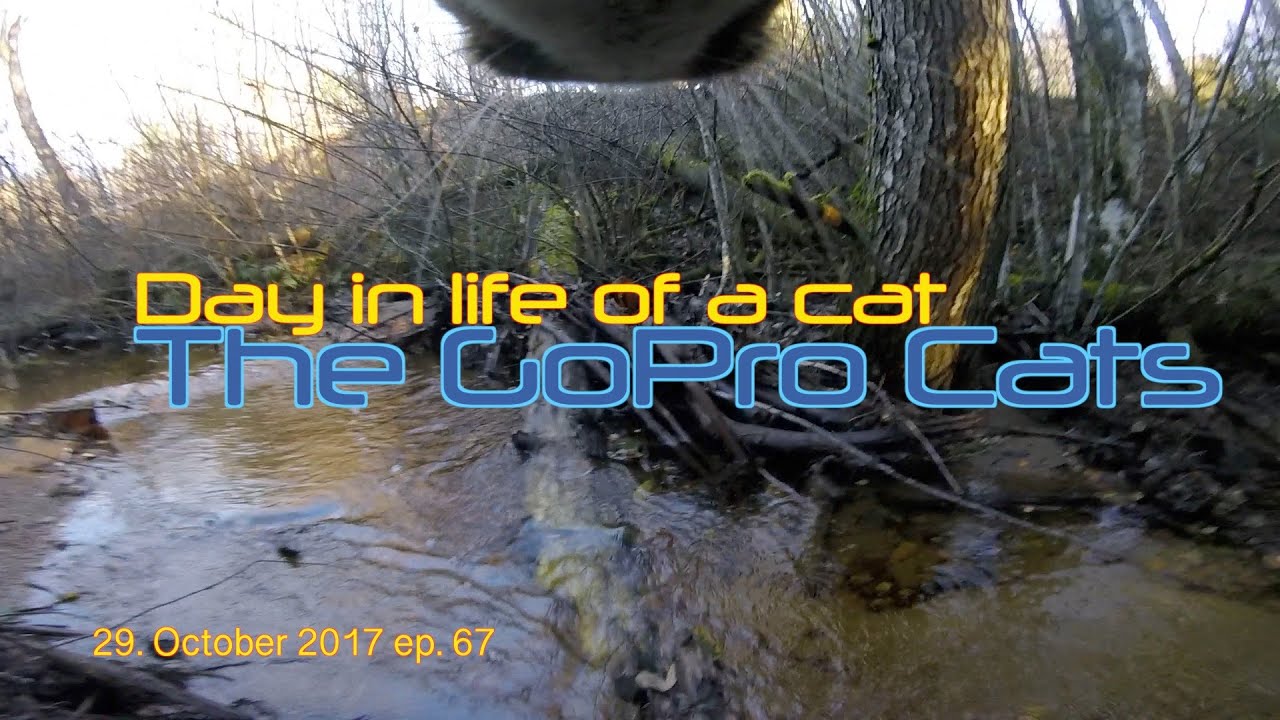 Cat with GoPro : jumping a river : Ep 67