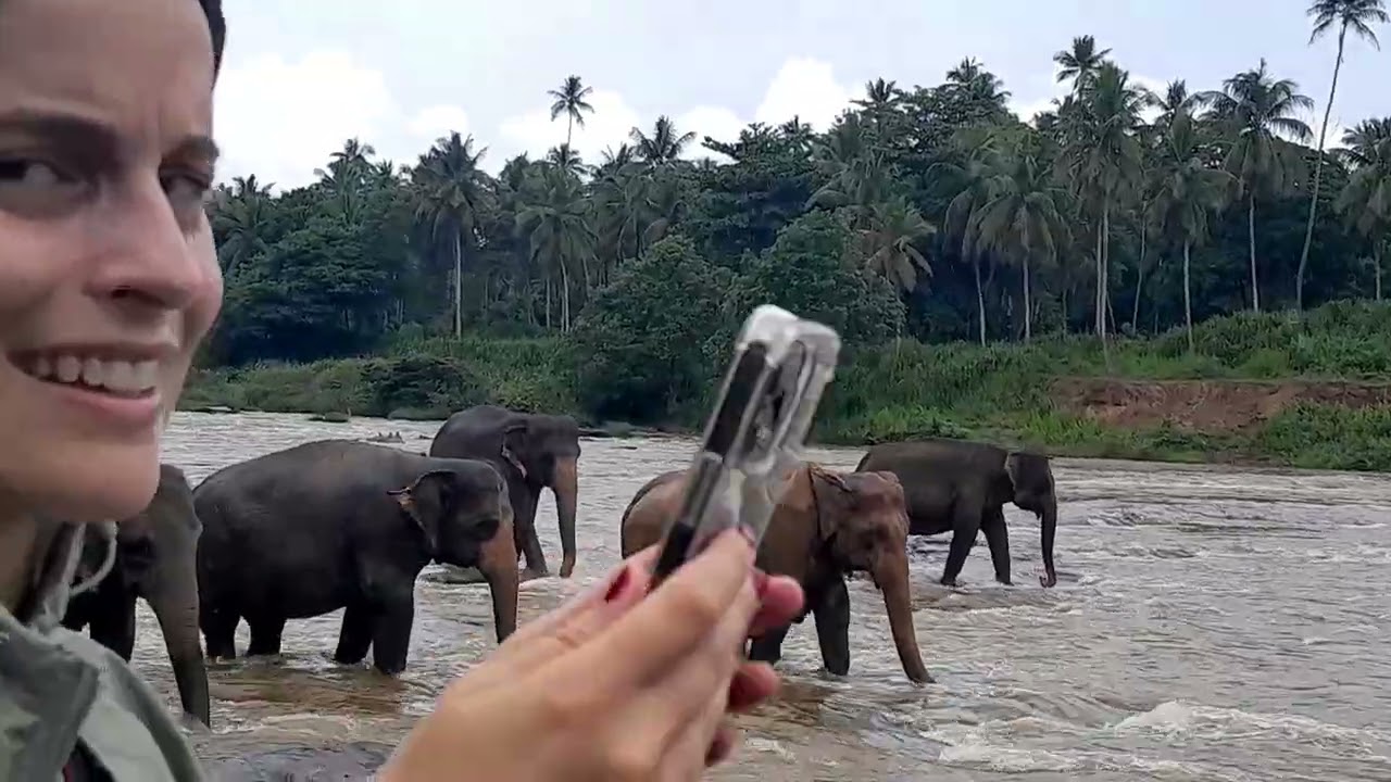 Elephants in Pinnawala Sri Lanka