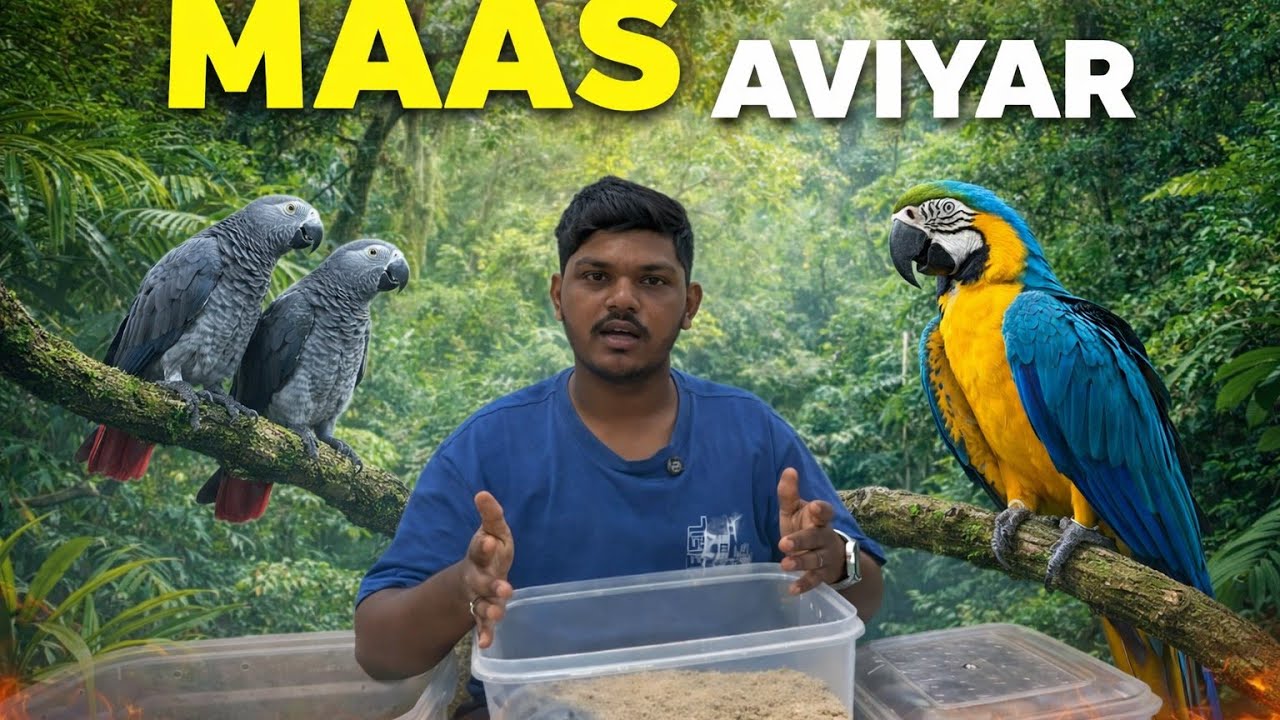 Best Team Exotic Bird in Maas Aviyary Malad|Dhamaka Offer #exotic #birds #sunconure 