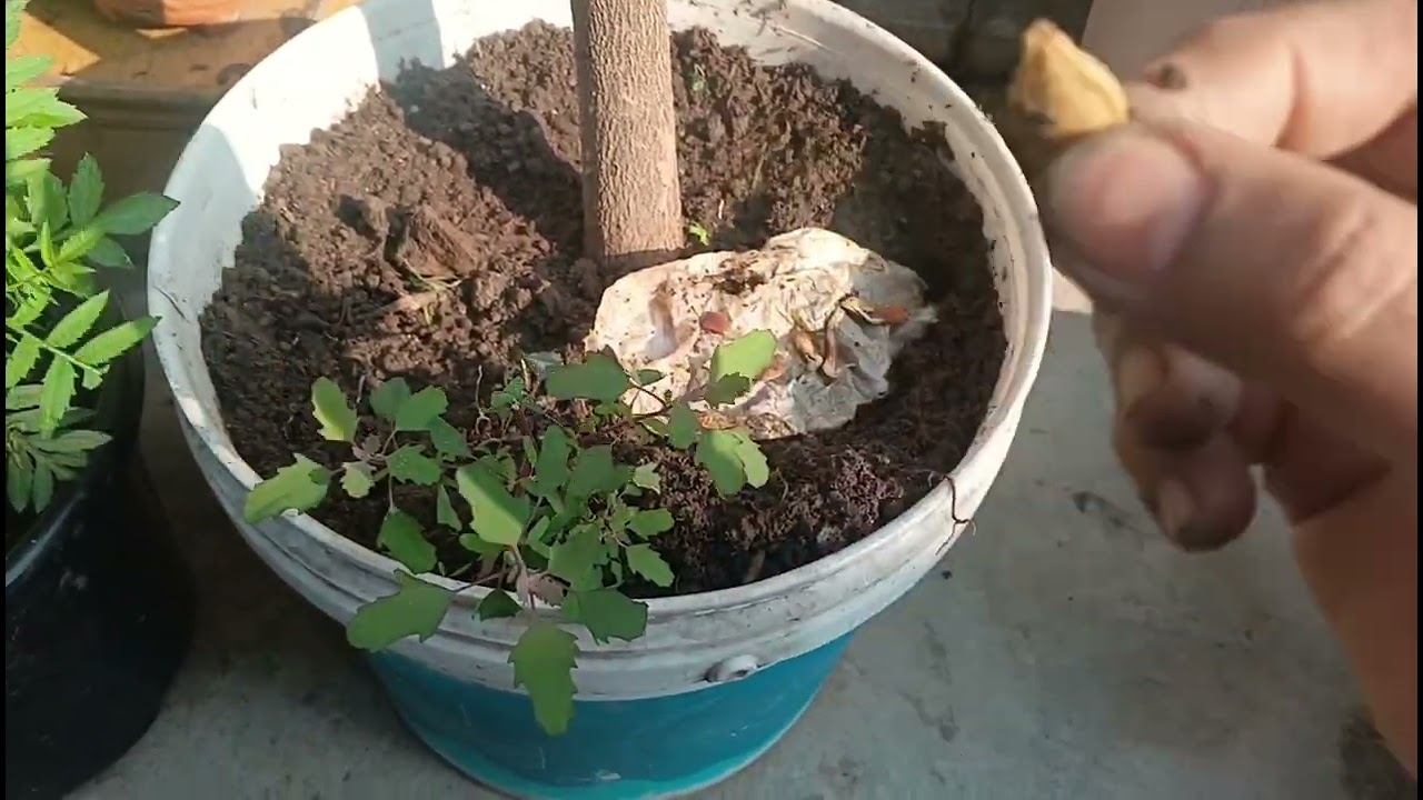 Giya OR kaddu ke seed Ko kaise jaldi ankurit Kiya ja sakta h। #plants #, garden #*Nature 