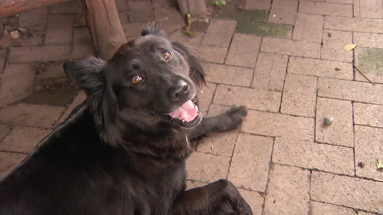 Saving Grace Animals for Adoption | NC Now | UNC-TV