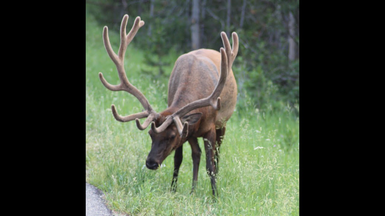 Grand Teton National Park: wildlife encounters  #grandtetonnationalpark #wildlifephotography #bears
