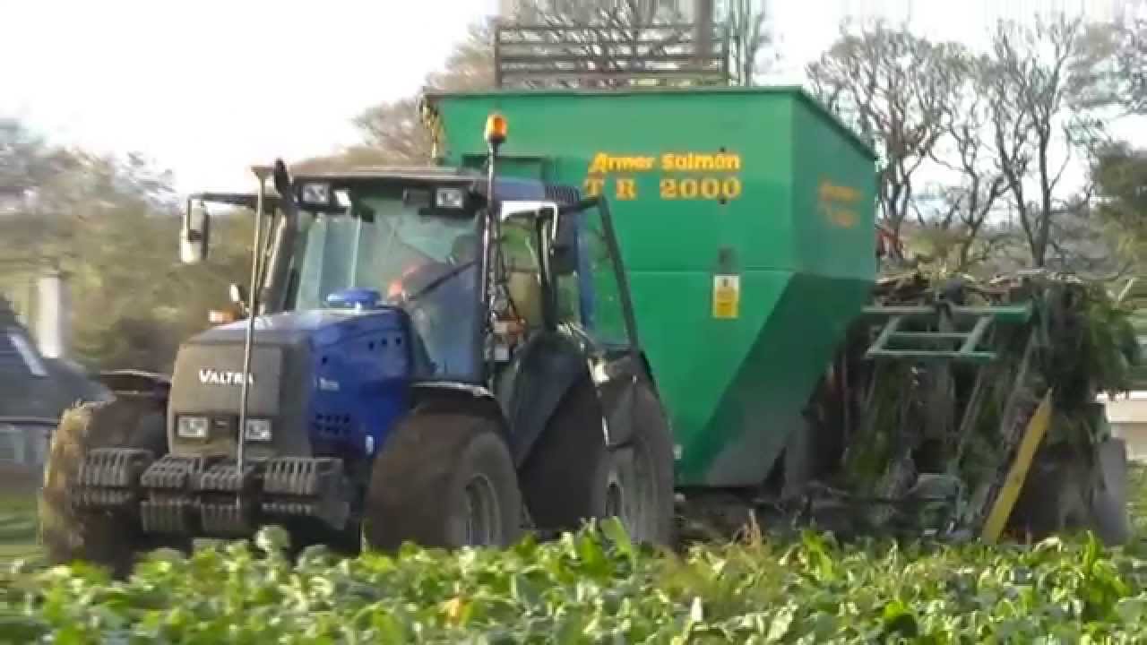 Harvesting Sugar Beet In Cork