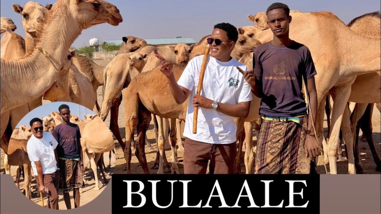 BULAALE’’ DAD IYO DUUNYABA WA U DAAWO
