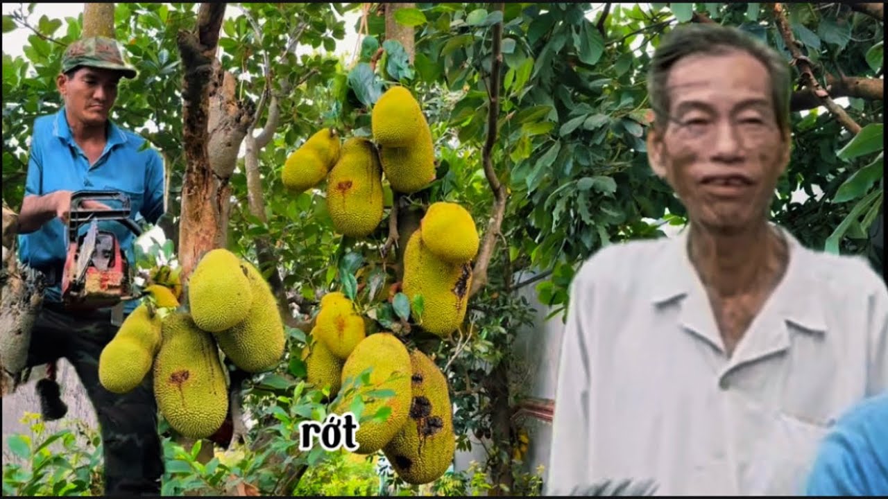 Cưa hai cây mít một cây bơ trong vườn hoa giấy tại Tân Lợi Chi Lăng ￼