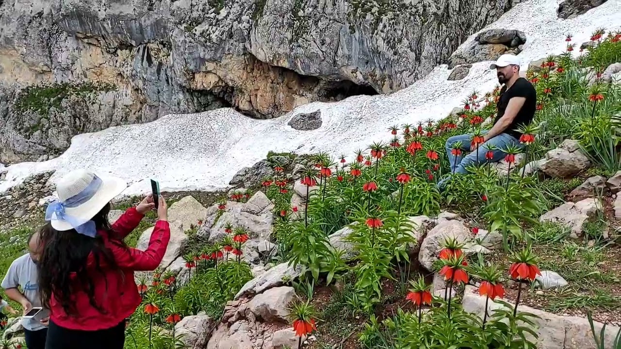 Dersim Ağdat Ters Lale