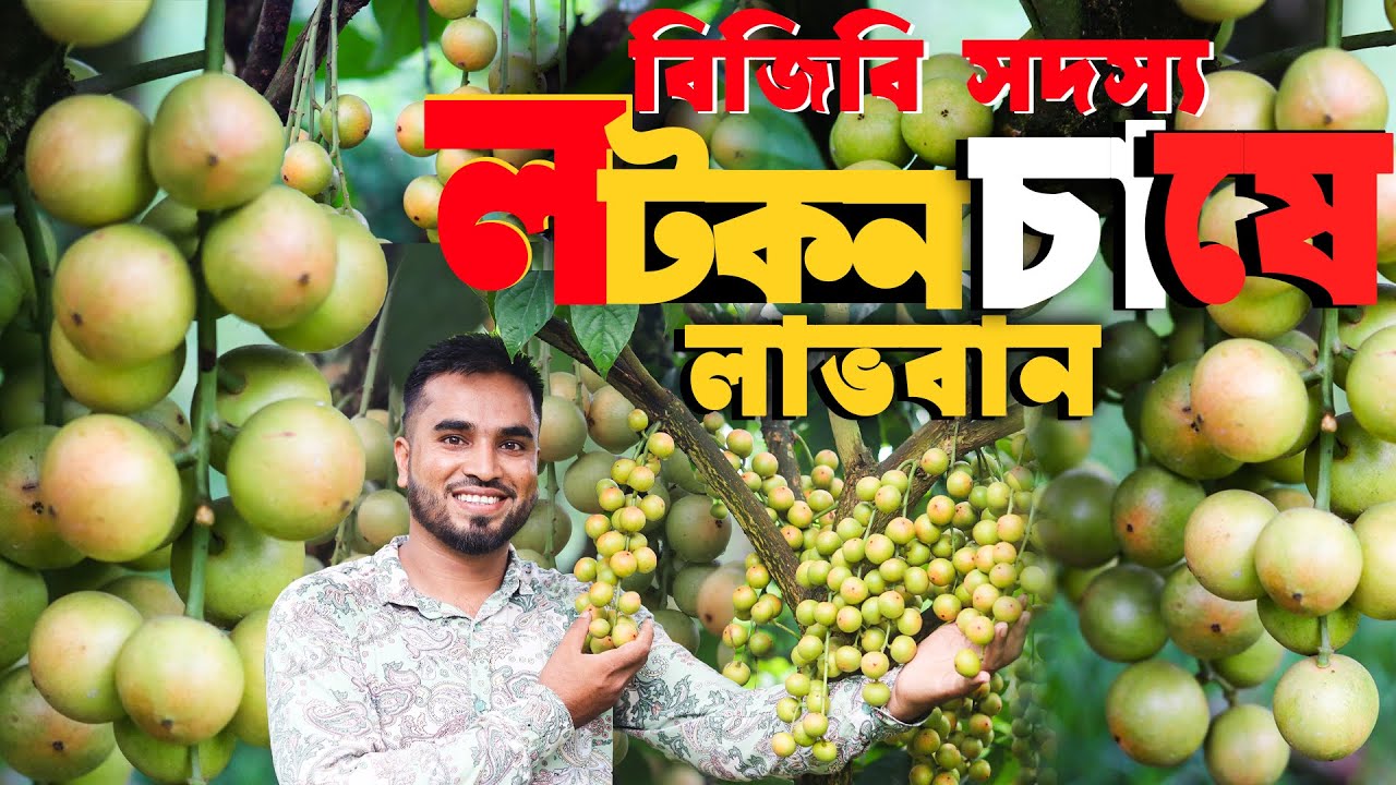 সুপারির বাগানে লটকন ফল চাষ - বিজিবি সদস্যের অবিশ্বাস্য সাফল্য | লটকন চাষ পদ্ধতি ও গাছের পরিচর্যা