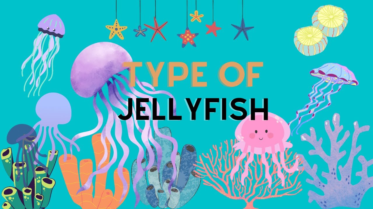 Type of Jellyfish - Moon Jellyfish, Fried egg jellyfish, Crystal jellyfish, Lion’s mane, etc.